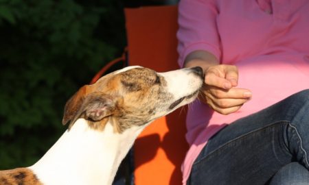 Neuveriteľný psí čuch: Vedel si, že pre svojho psa si vôňou?