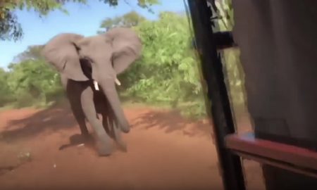útok slona