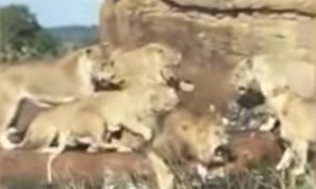 Na leva zaútočili nahnevané levice. Zachrániť ho museli návštevníci Safari