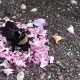 Prekvapujúce video: Mravce vystrojili pohreb čmeliakovi