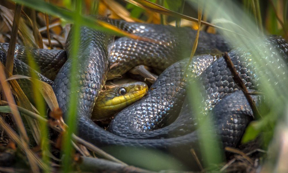 Najdlhší had na Slovensku žije pod Zoborom. Je však nebezpečný?