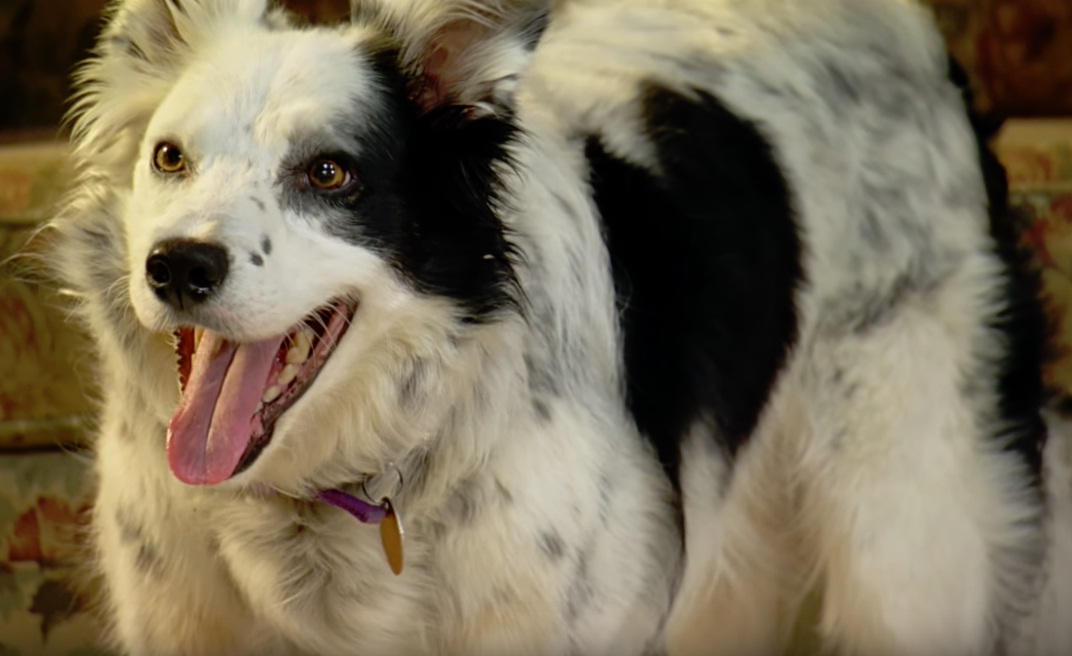 Chaser: Superinteligentný pes, ktorý rozumie až 1022 slovám