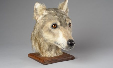 Ako vyzeral škótsky pes pred 4500 rokmi?