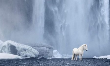 Fotograf zachytáva rozprávkové zviera, ktoré sa túla po islandskej krajine