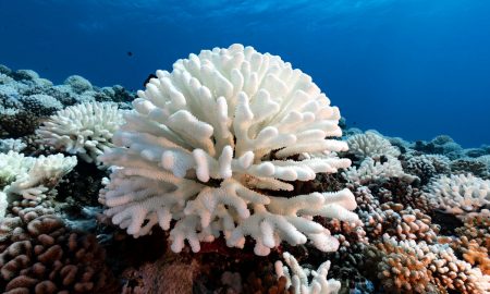 Riasy vyvinuté v laboratóriu by mohli chrániť koralové útesy